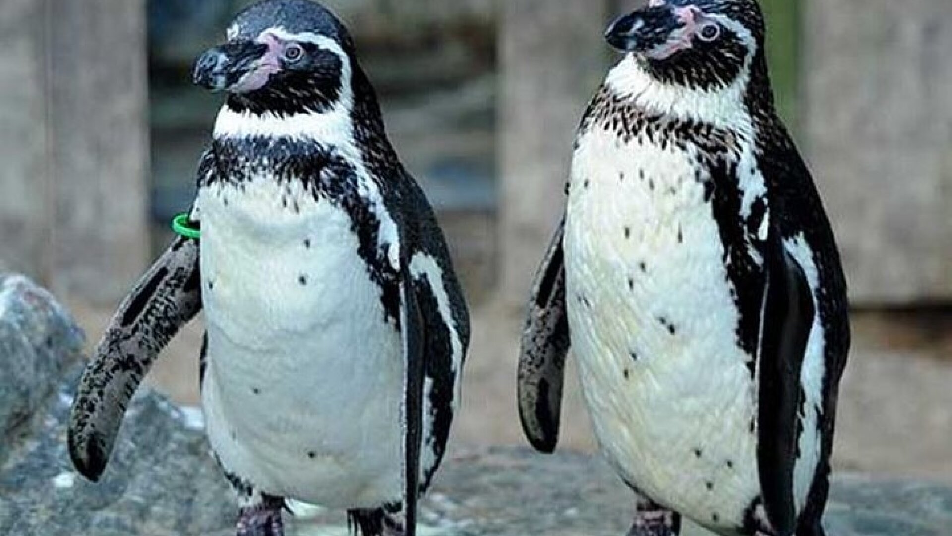 SEA LIFE Great Yarmouth General Admission