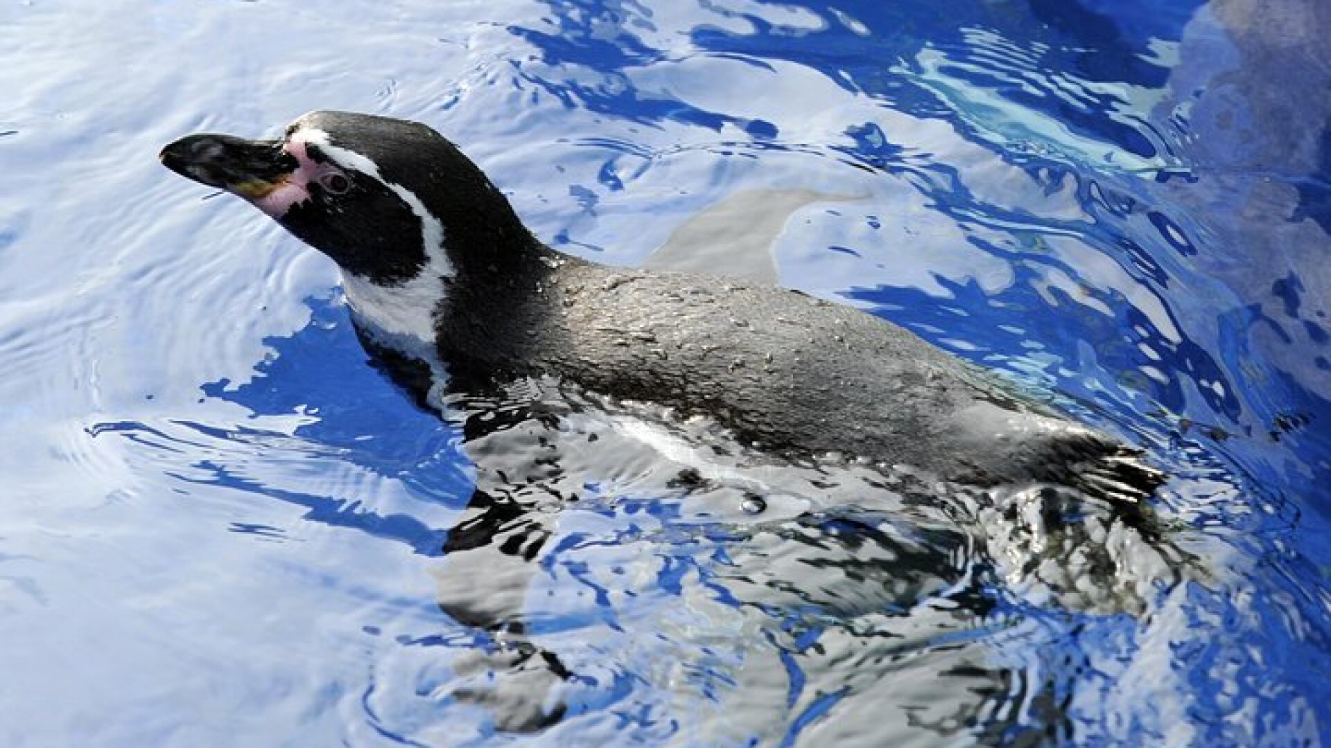 Hunstanton SEA LIFE Sanctuary General Admission Ticket