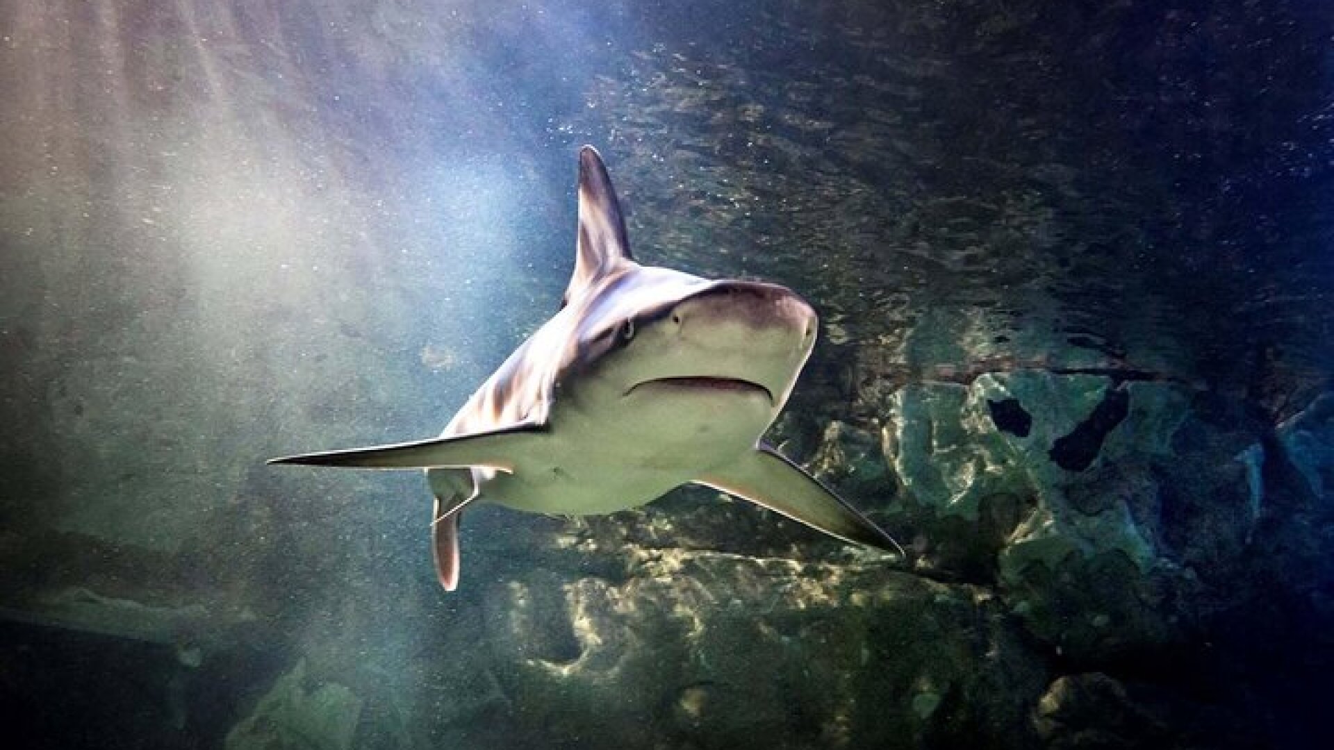 Hunstanton SEA LIFE Sanctuary General Admission Ticket