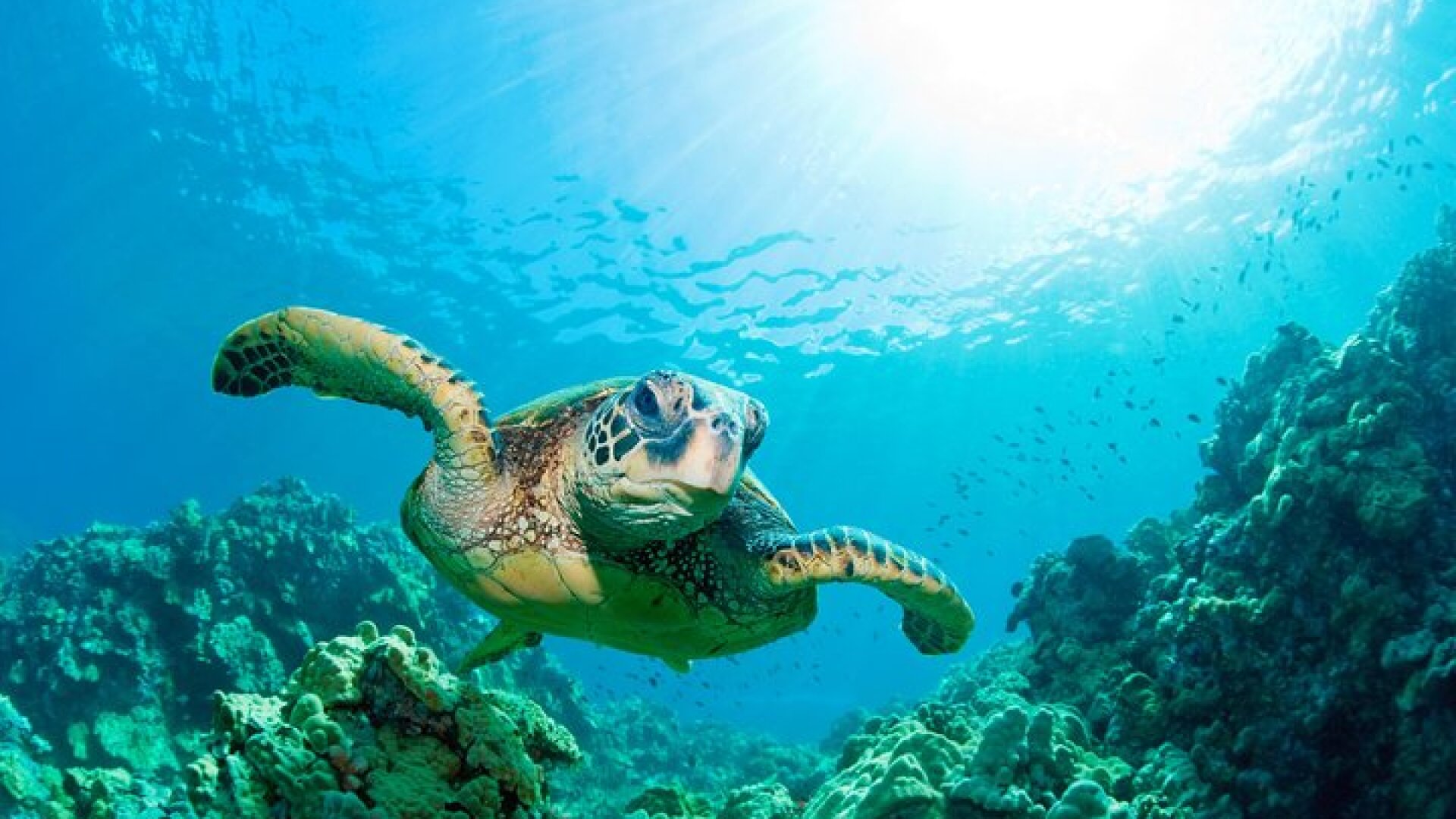 Hunstanton SEA LIFE Sanctuary General Admission Ticket