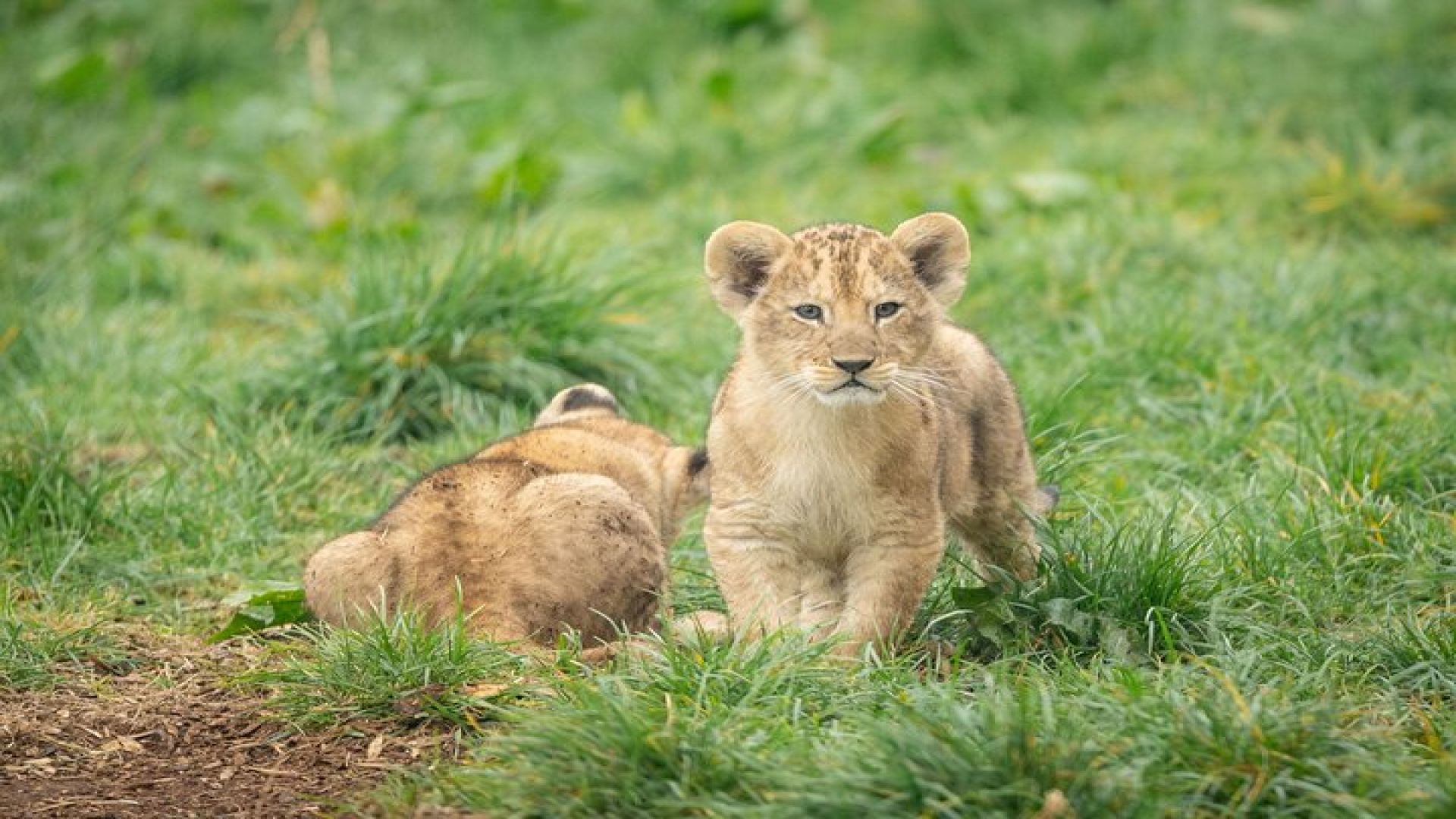 Whipsnade Zoo Entry Ticket 