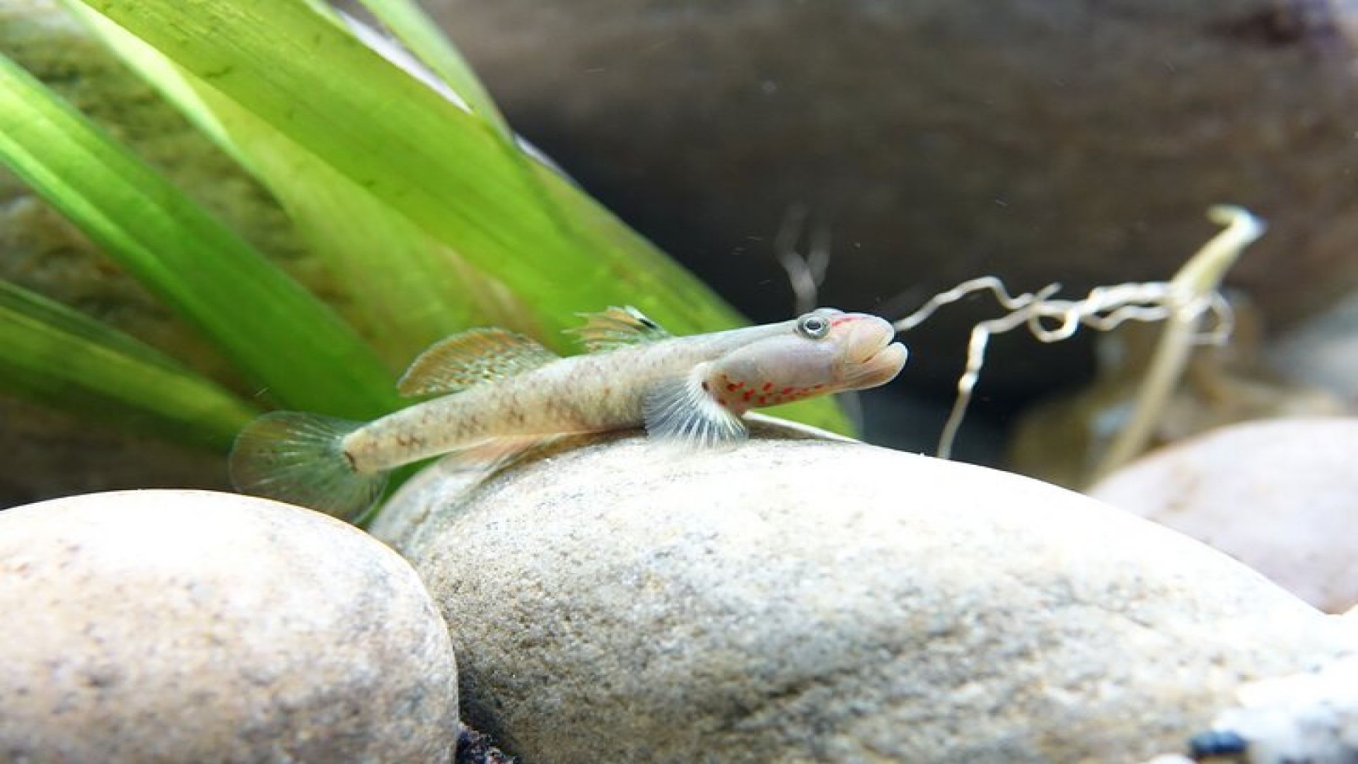 Whipsnade Zoo Entry Ticket 