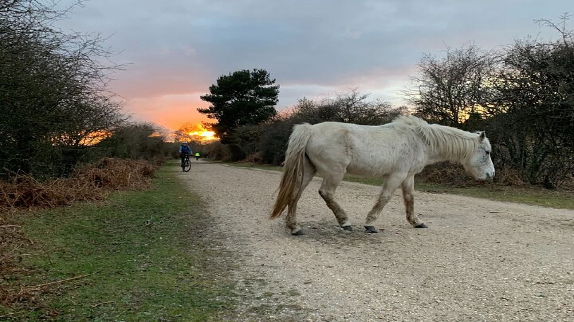 New Forest Sunset Bike Rides