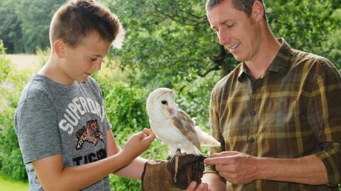 Private Family Bird of Prey Experience in Carlisle