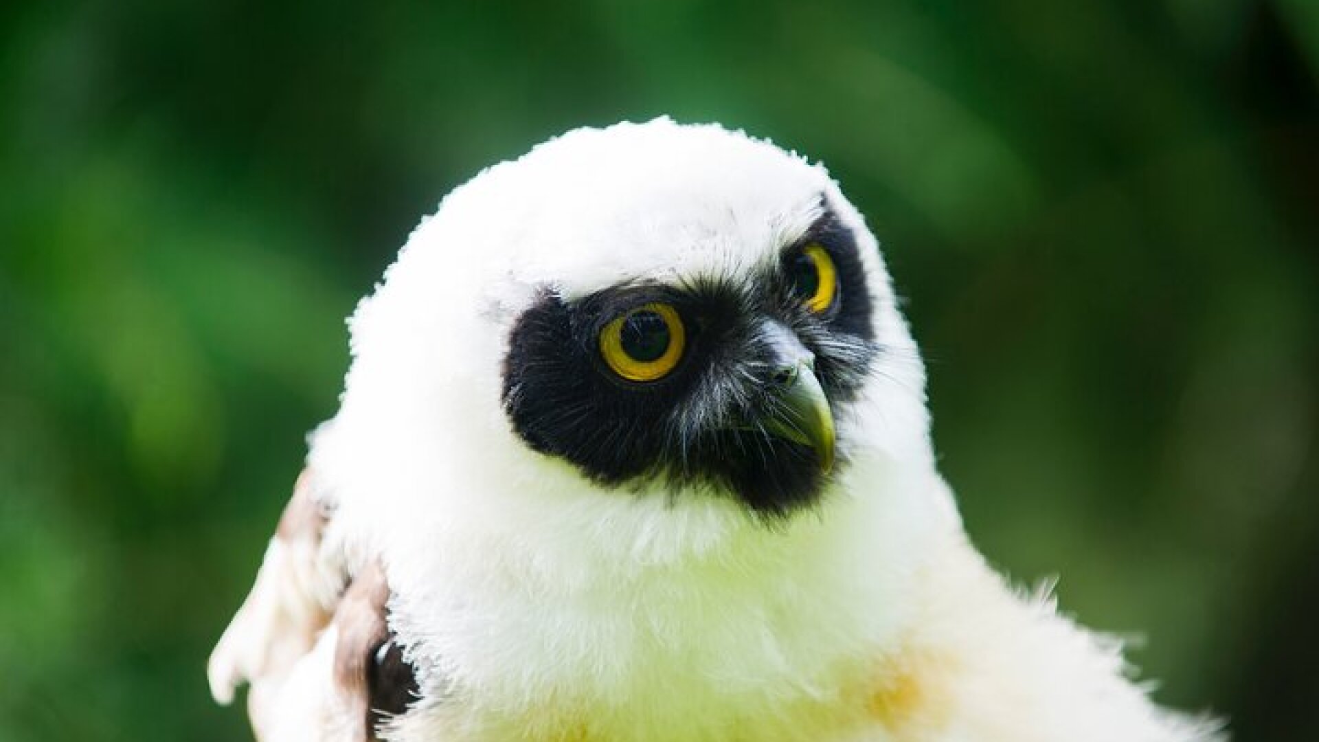 Private Family Bird of Prey Experience in Carlisle