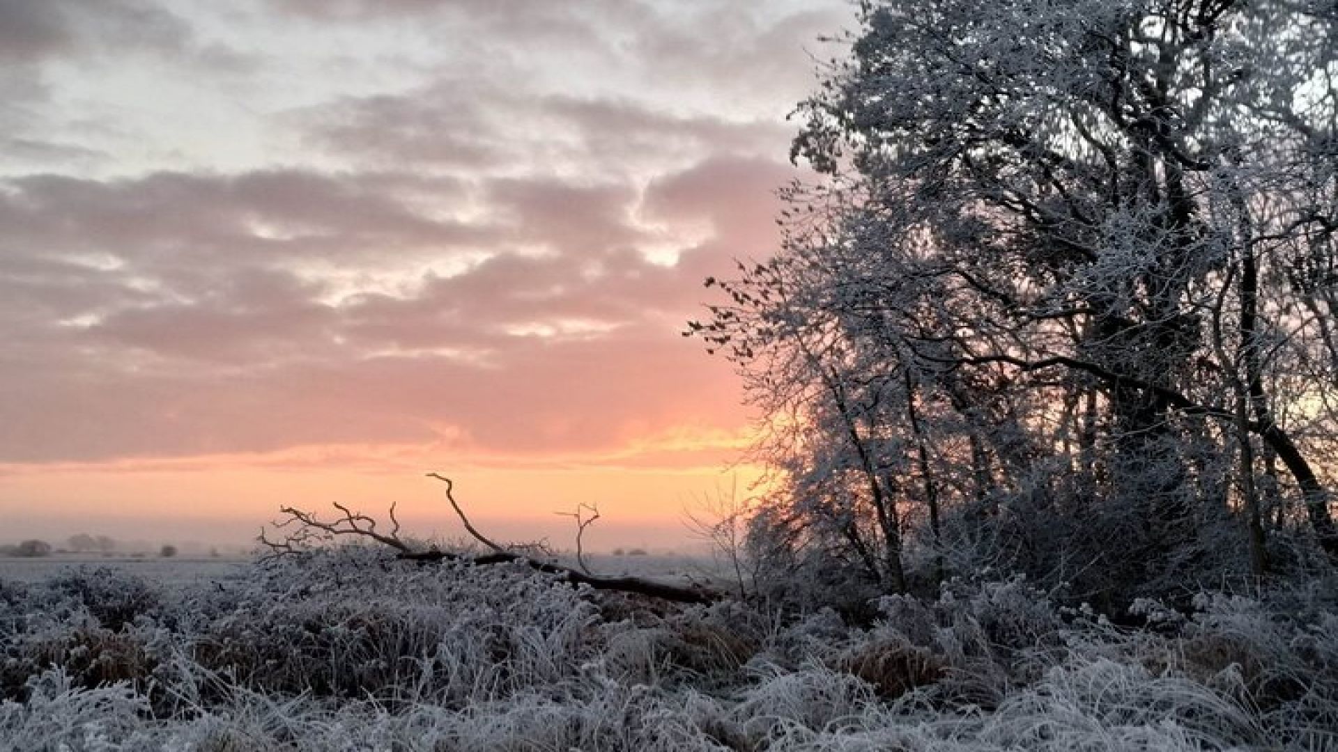 Private Miniature Horse Walking near Lincoln