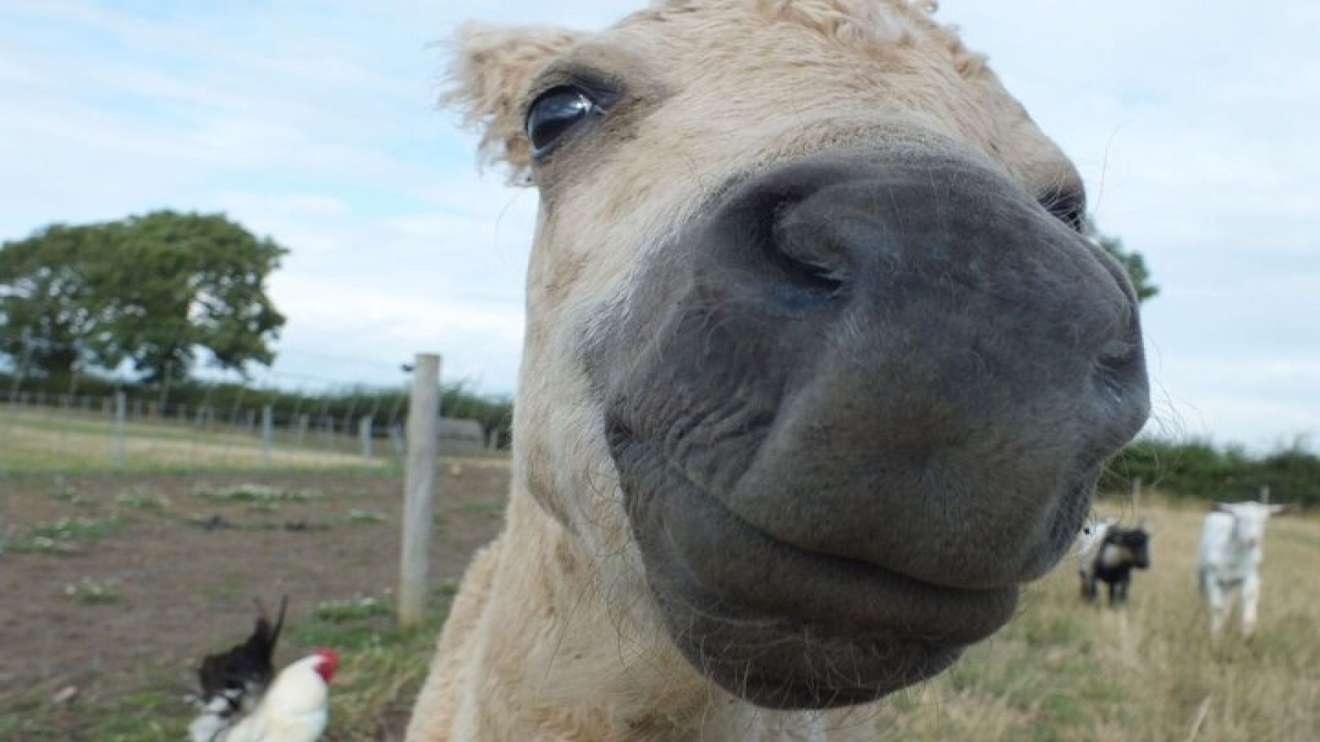 Private Miniature Horse Walking near Lincoln