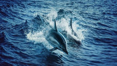 Sea Blaster Snorkel and Dolphin Cruise