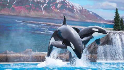 SeaWorld San Antonio Single Day Ticket