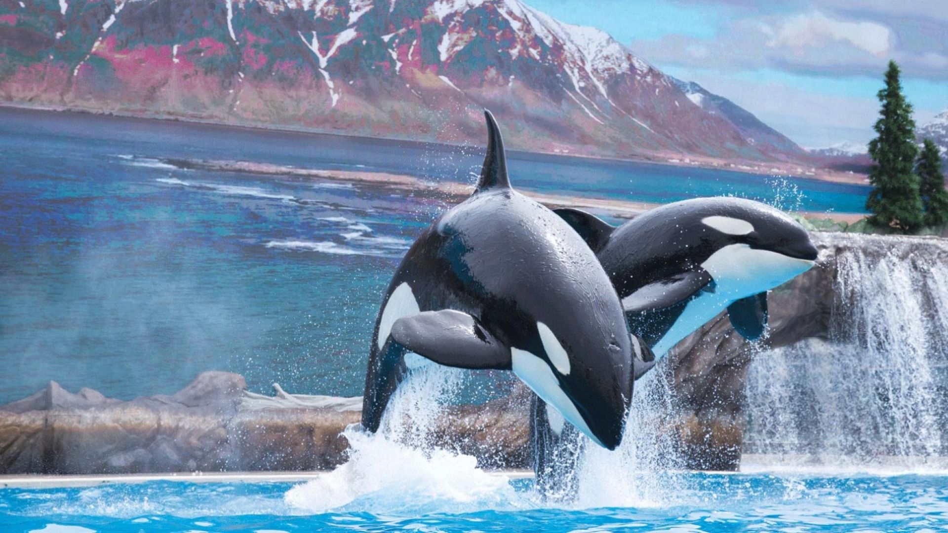 SeaWorld San Antonio Single Day Ticket