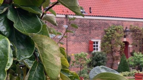 The Hague Self-Guided Food Tour