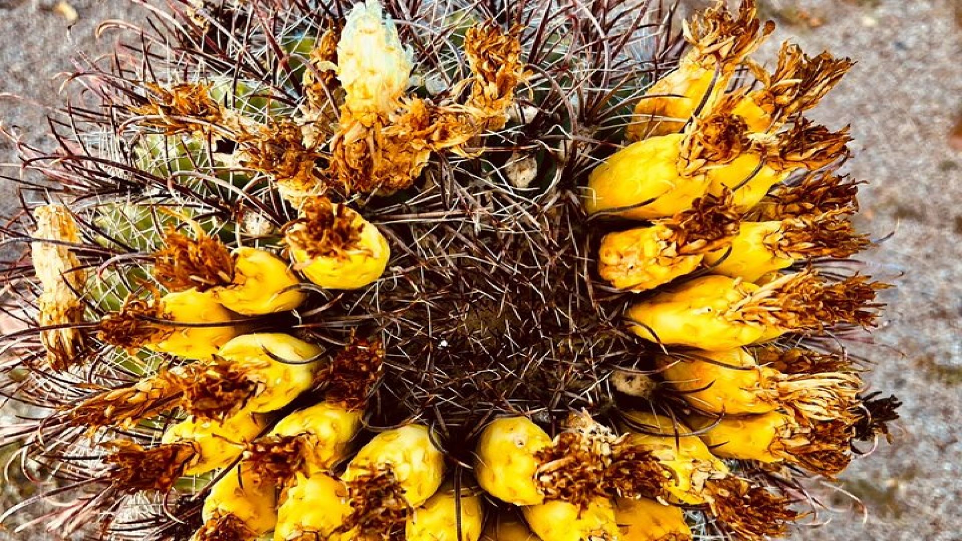 Desert Botanical Garden: Peaceful Morning or Sunset Walking Tour.