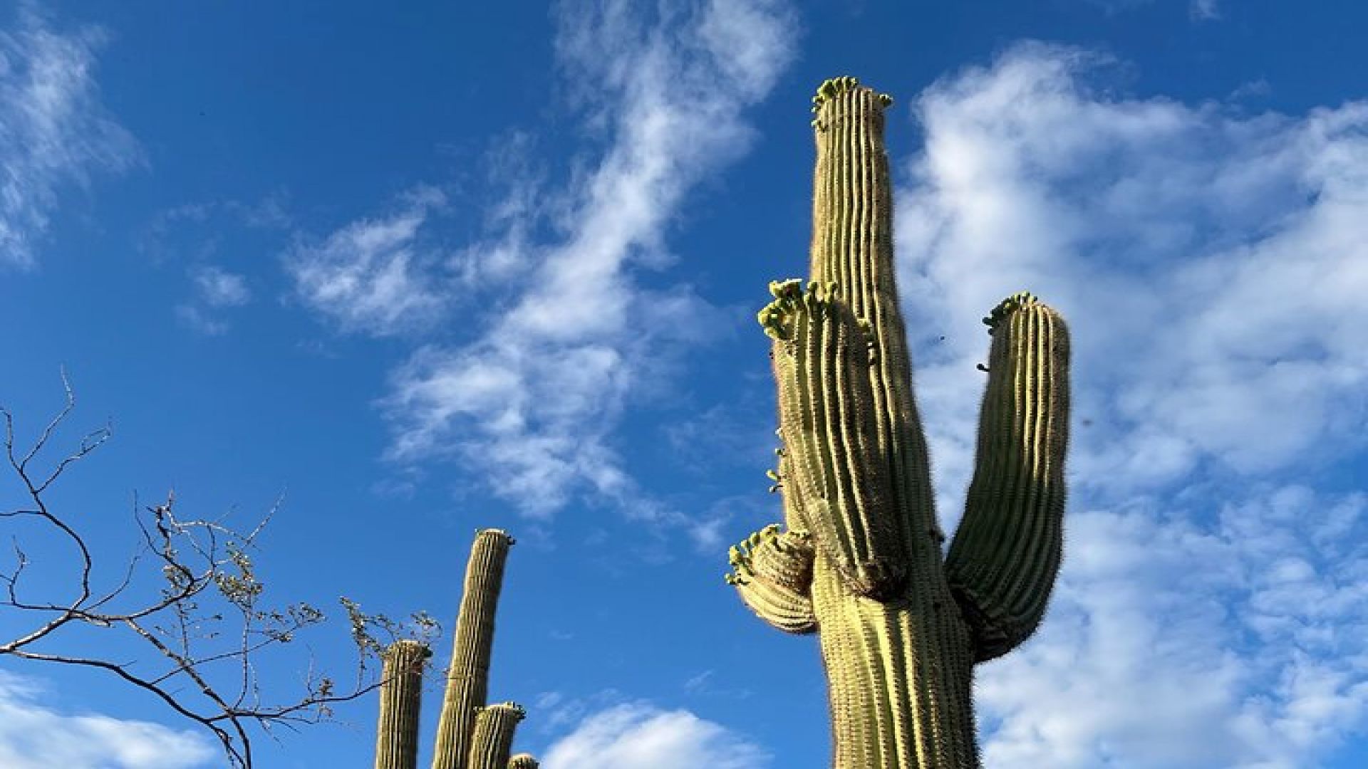 Desert Botanical Garden: Peaceful Morning or Sunset Walking Tour.