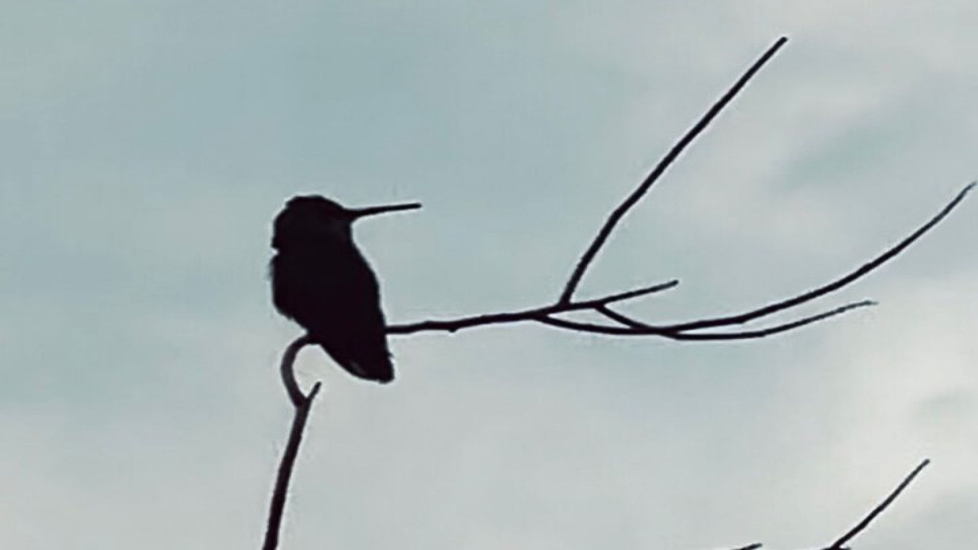 Desert Botanical Garden: Peaceful Morning or Sunset Walking Tour.