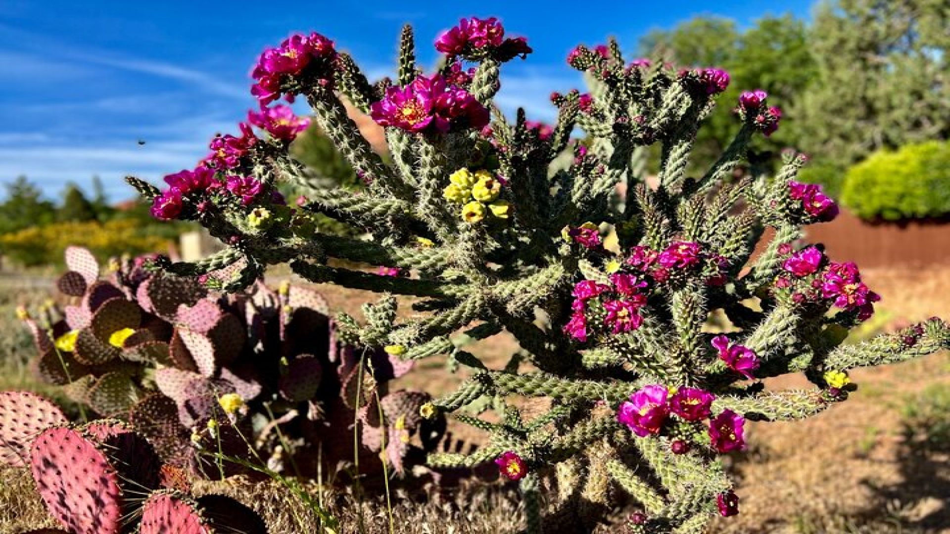Desert Botanical Garden: Peaceful Morning or Sunset Walking Tour.