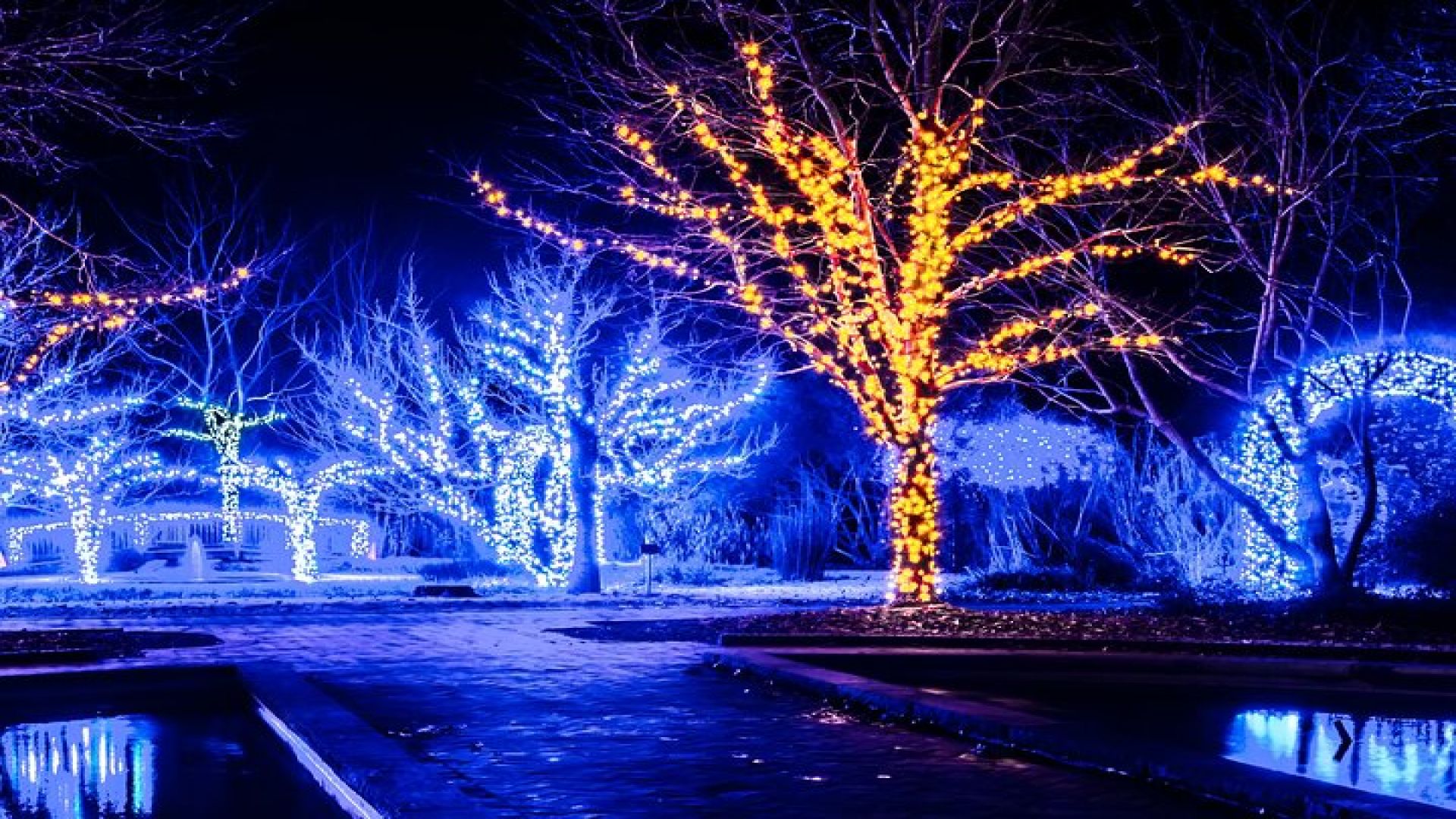 Cookeville Christmas Lights Luxury Tour in the RoadStallion