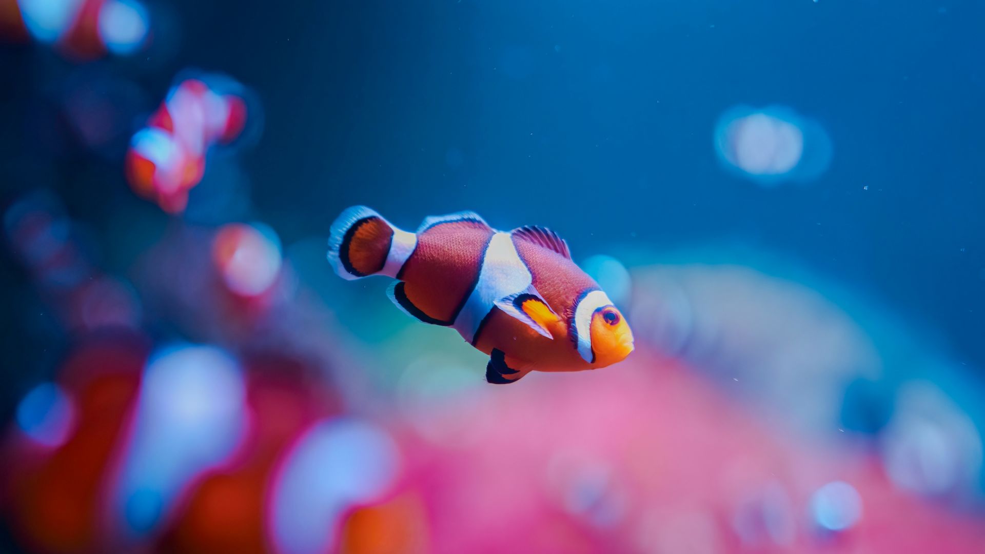 SEA LIFE London Aquarium