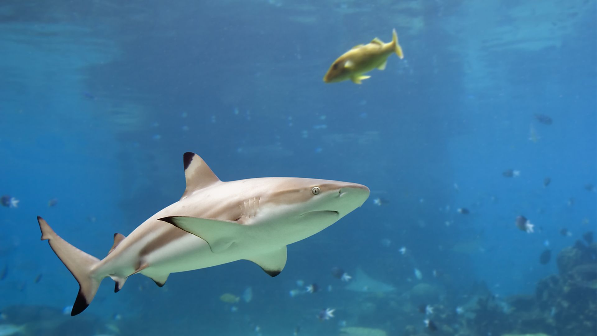 SEA LIFE London Aquarium