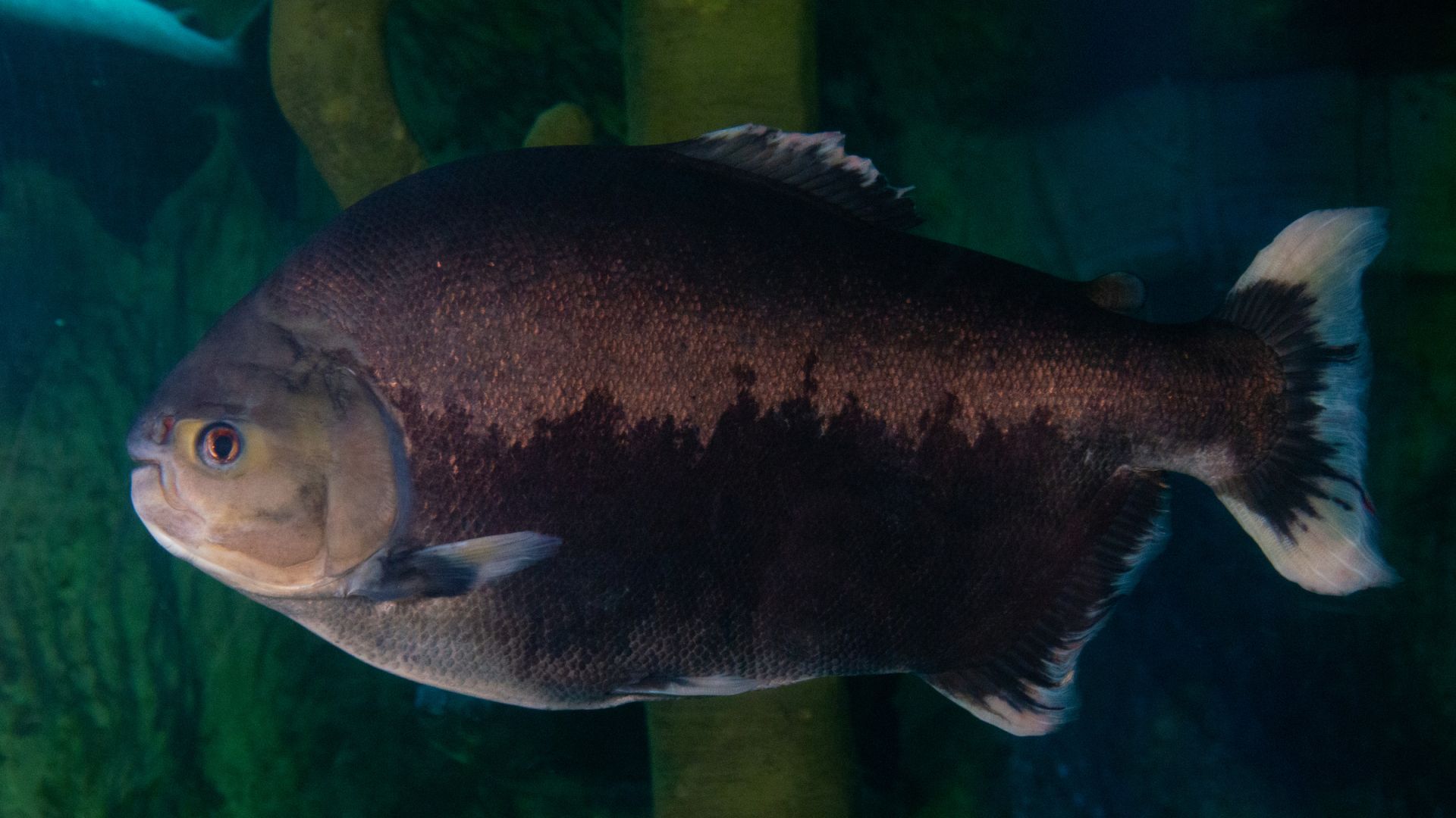 SEA LIFE London Aquarium