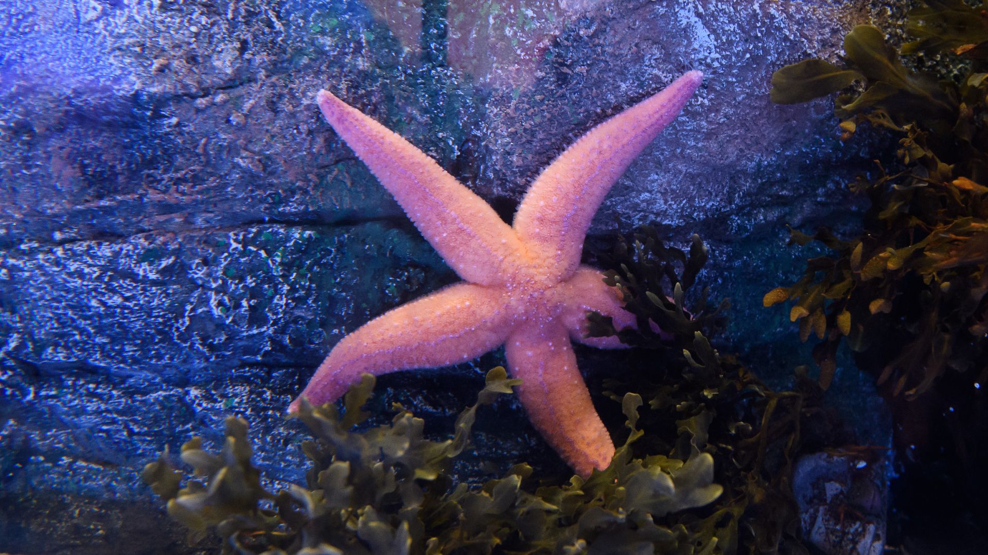 SEA LIFE London Aquarium