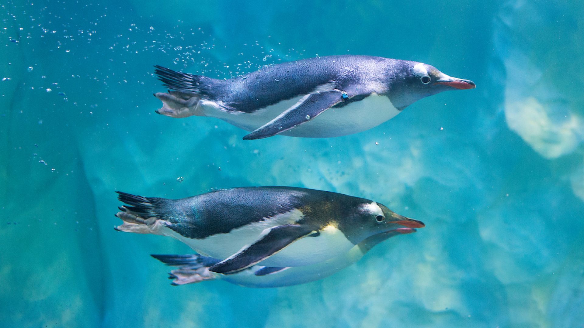 SEA LIFE London Aquarium