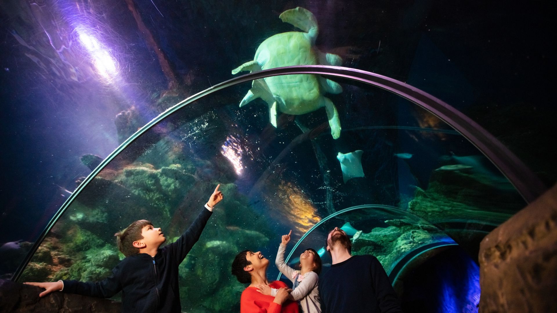 SEA LIFE London Aquarium