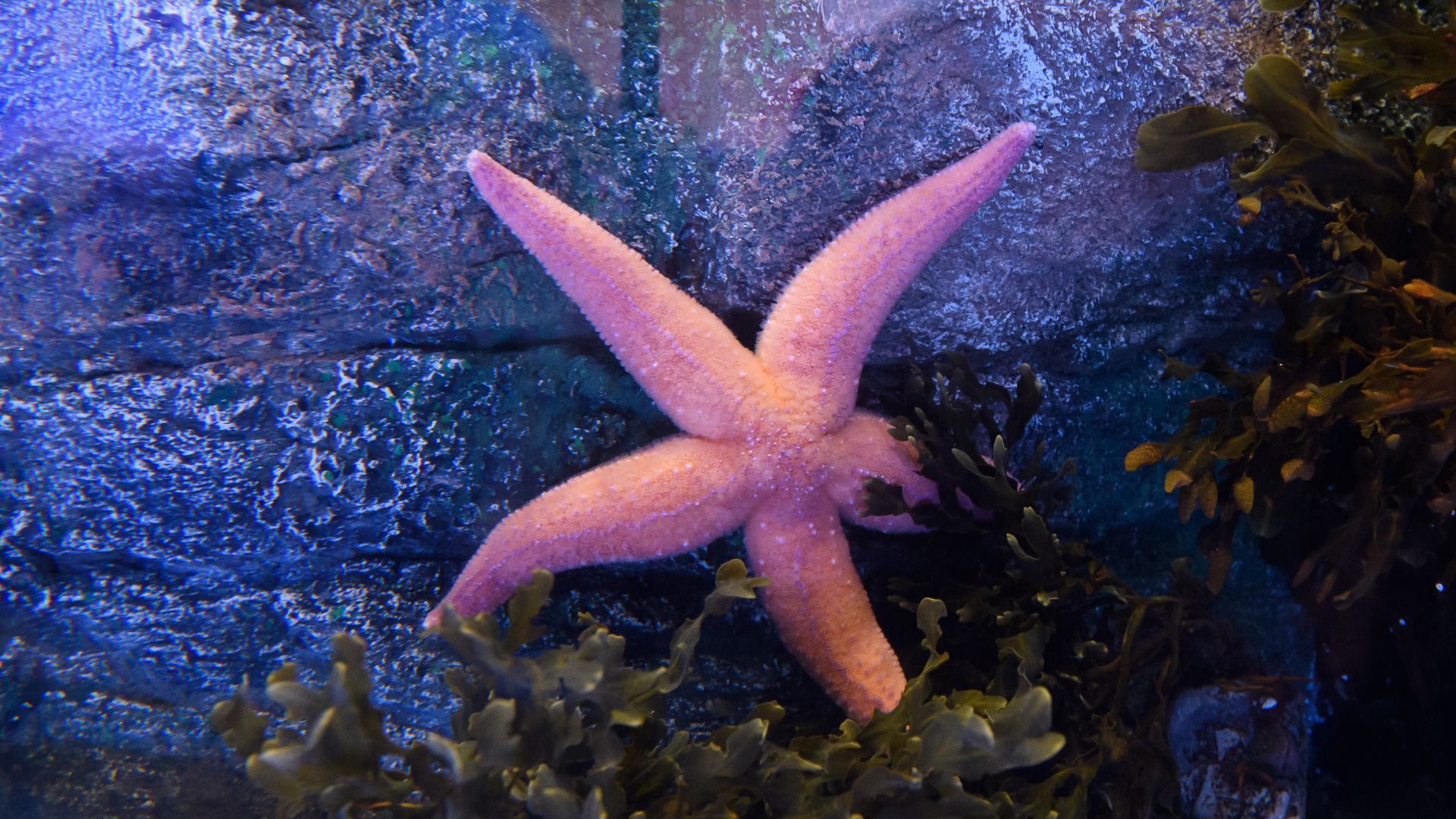 London Eye, Madame Tussauds & SEA LIFE London - 3 way ticket