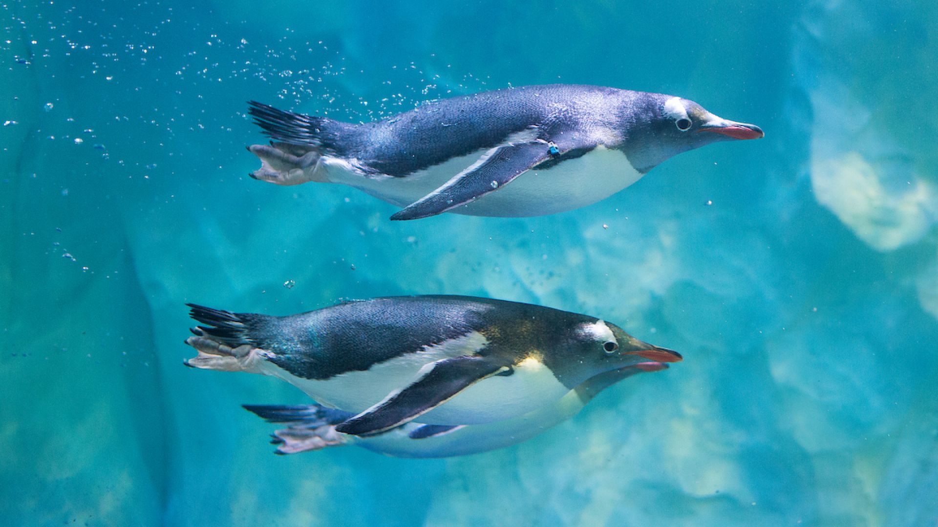 London Eye, Madame Tussauds & SEA LIFE London - 3 way ticket
