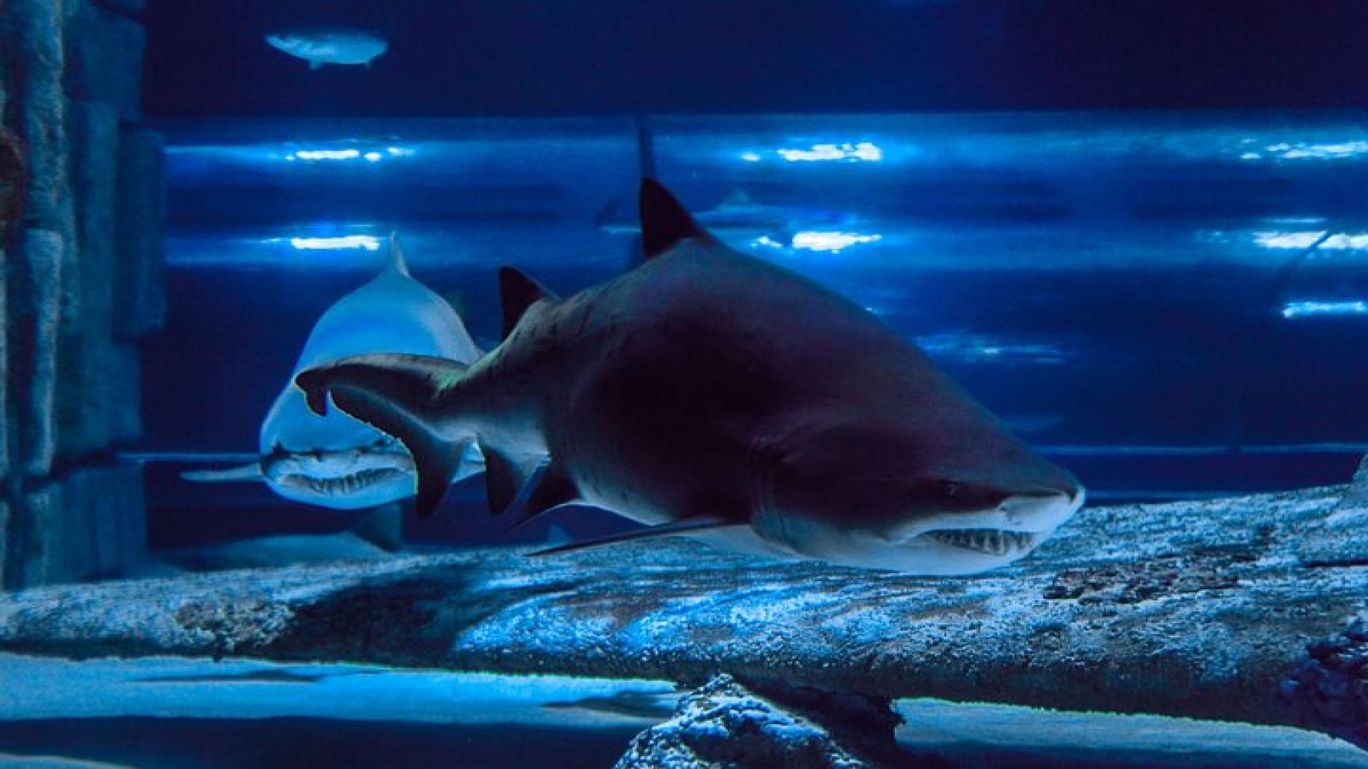 Antalya: Aquarium, Wax Museum & Combo Package Options
