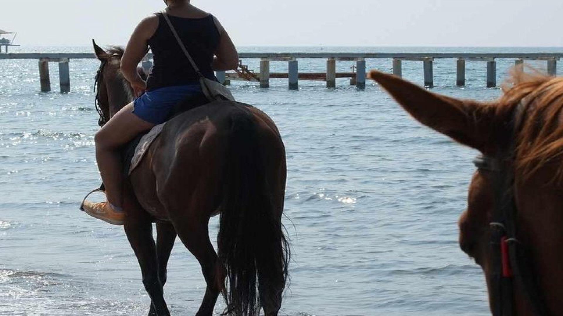 Bodrum Horseback Riding Experience with Hotel Transfer