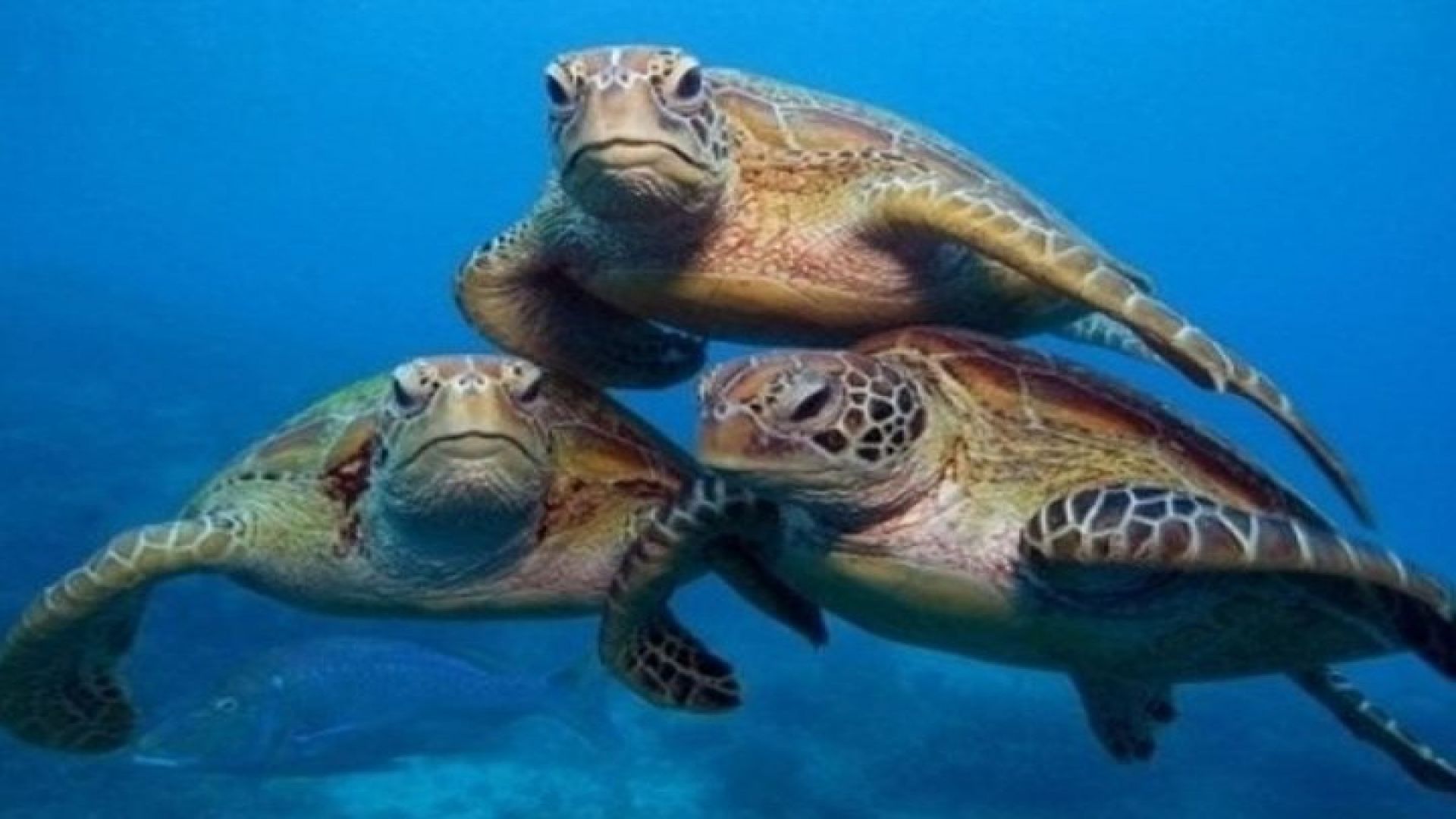 \"Side: Scuba Diving in the Fascinating Underwater Museum\"