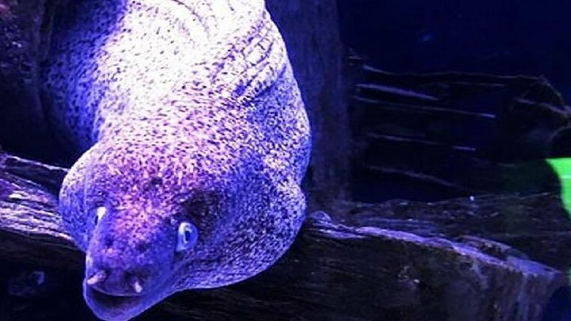 \"Side: Scuba Diving in the Fascinating Underwater Museum\"