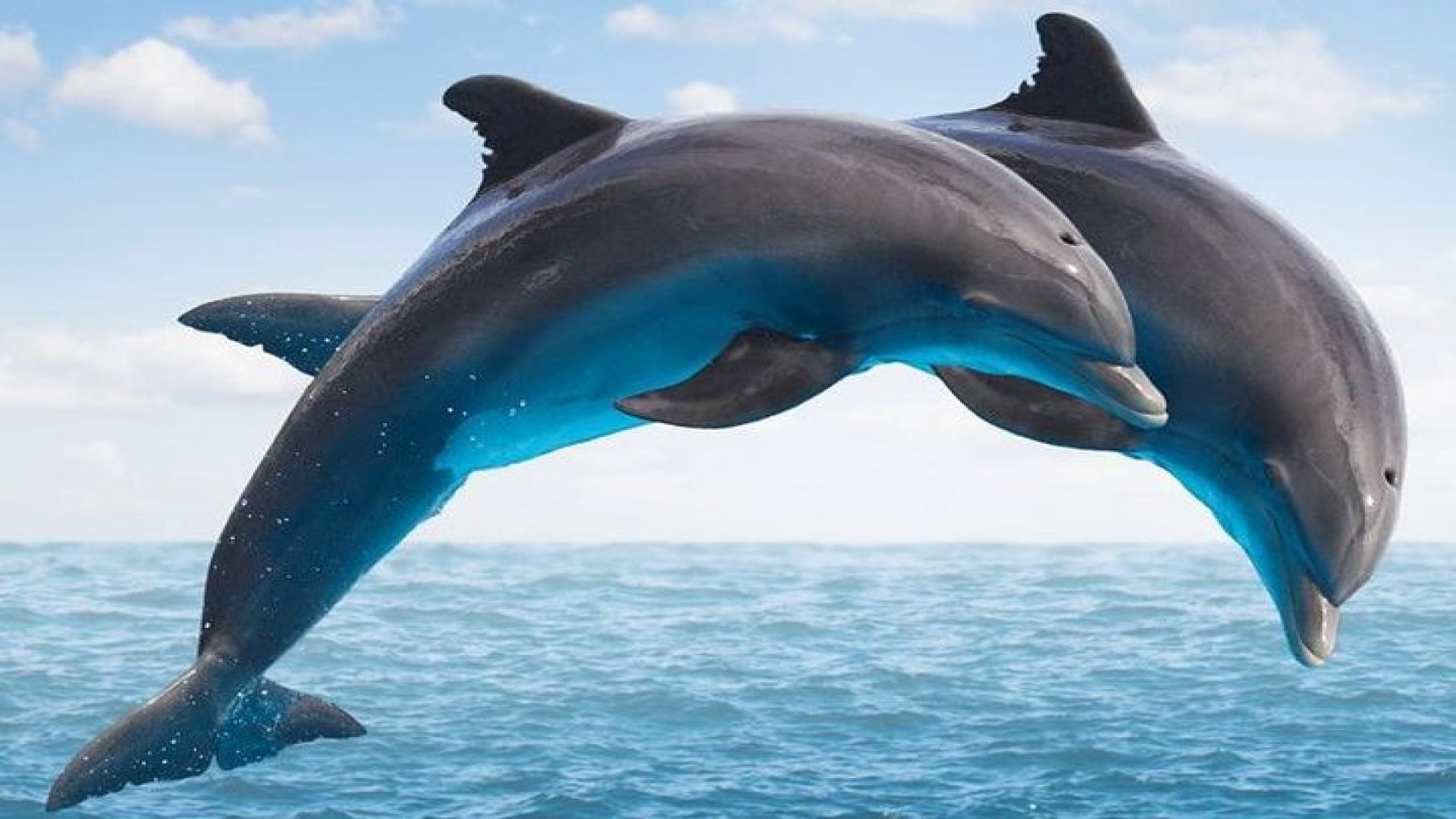 \"Side: Boat Adventure to Dolphin Island – Swim and Enjoy Lunch\"