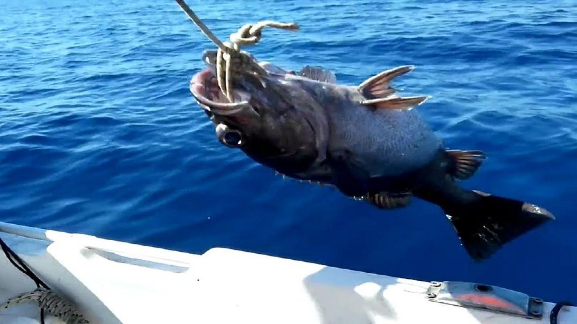 \"Side Half-Day Fishing Adventure: Transfer Included!\"