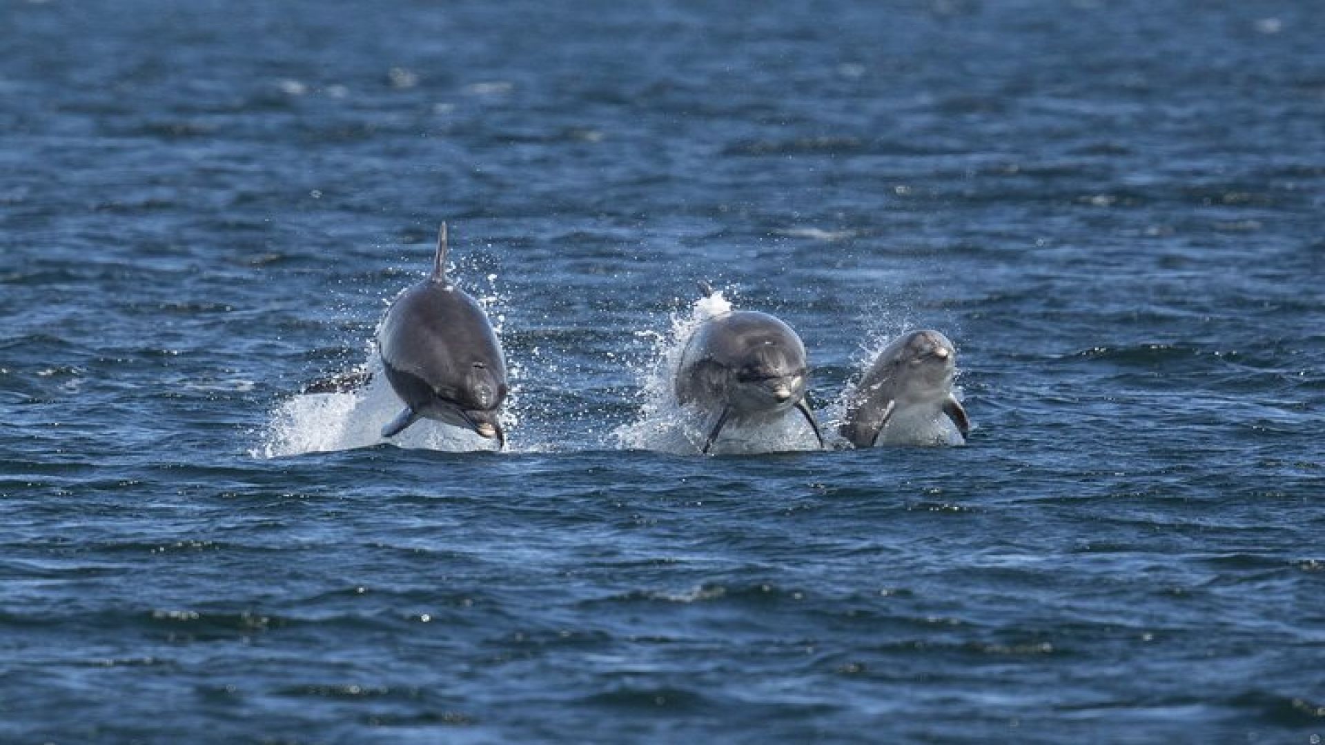 Alanya Boat Trip with Lunch and Hotel Pickup Pirate Adventure