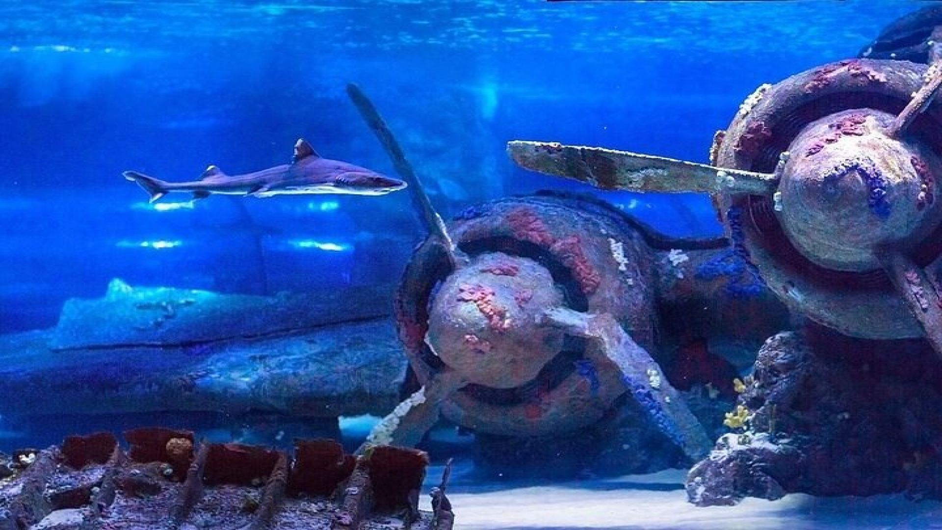 Antalya Aquarium and Face to Face Wax Museum Ticket