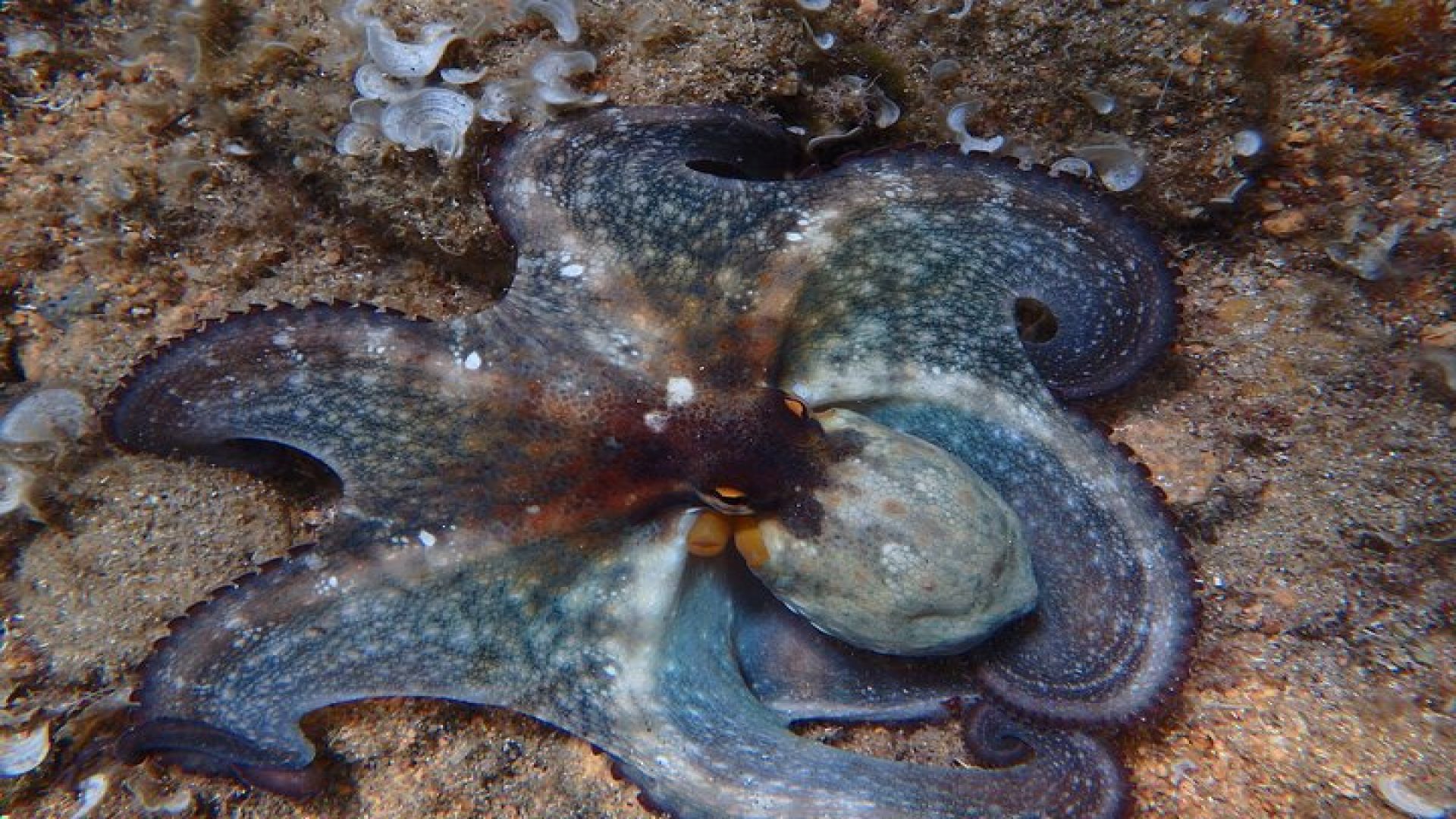 Barcelona Costa Brava Kayak, Snorkel & Cliff Jump Day Tour