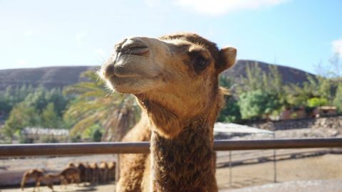 Camel Riding in Maspalomas Dunes
