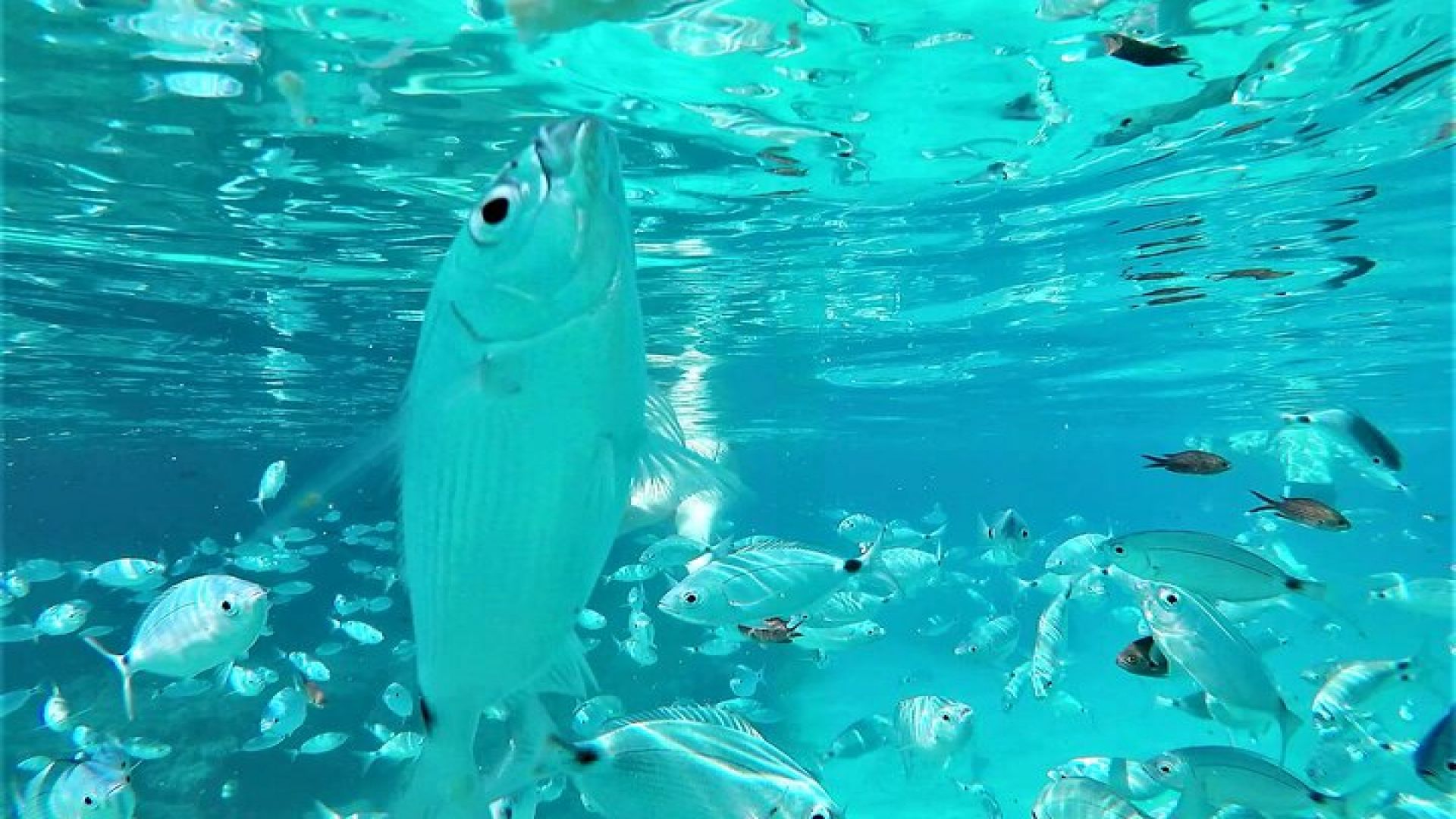 Ibiza Snorkeling Beach and Cave Tour 