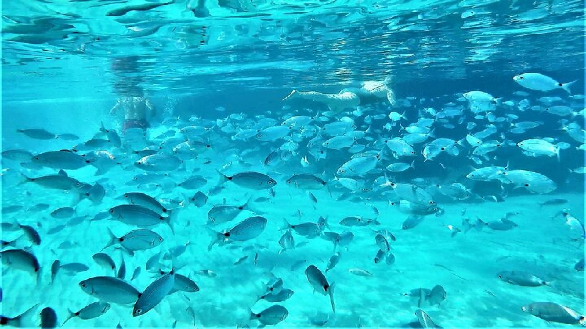 Ibiza Snorkeling Beach and Cave Tour 