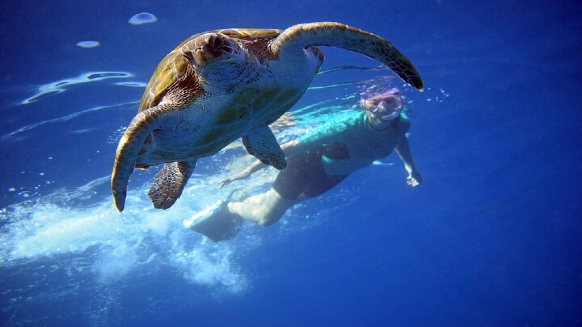 Tenerife : Kayak and Snorkel Tour with Dolphins & Turtles