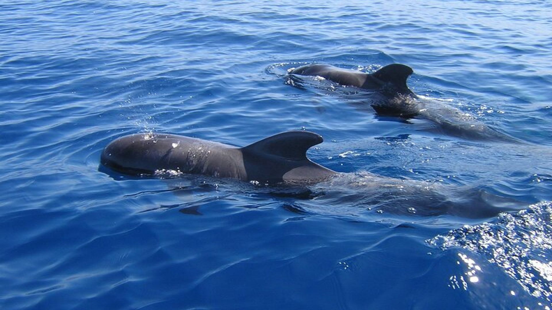 Tenerife Los Cristianos: Whale and Dolphin Eco-Yacht and Swim Stop