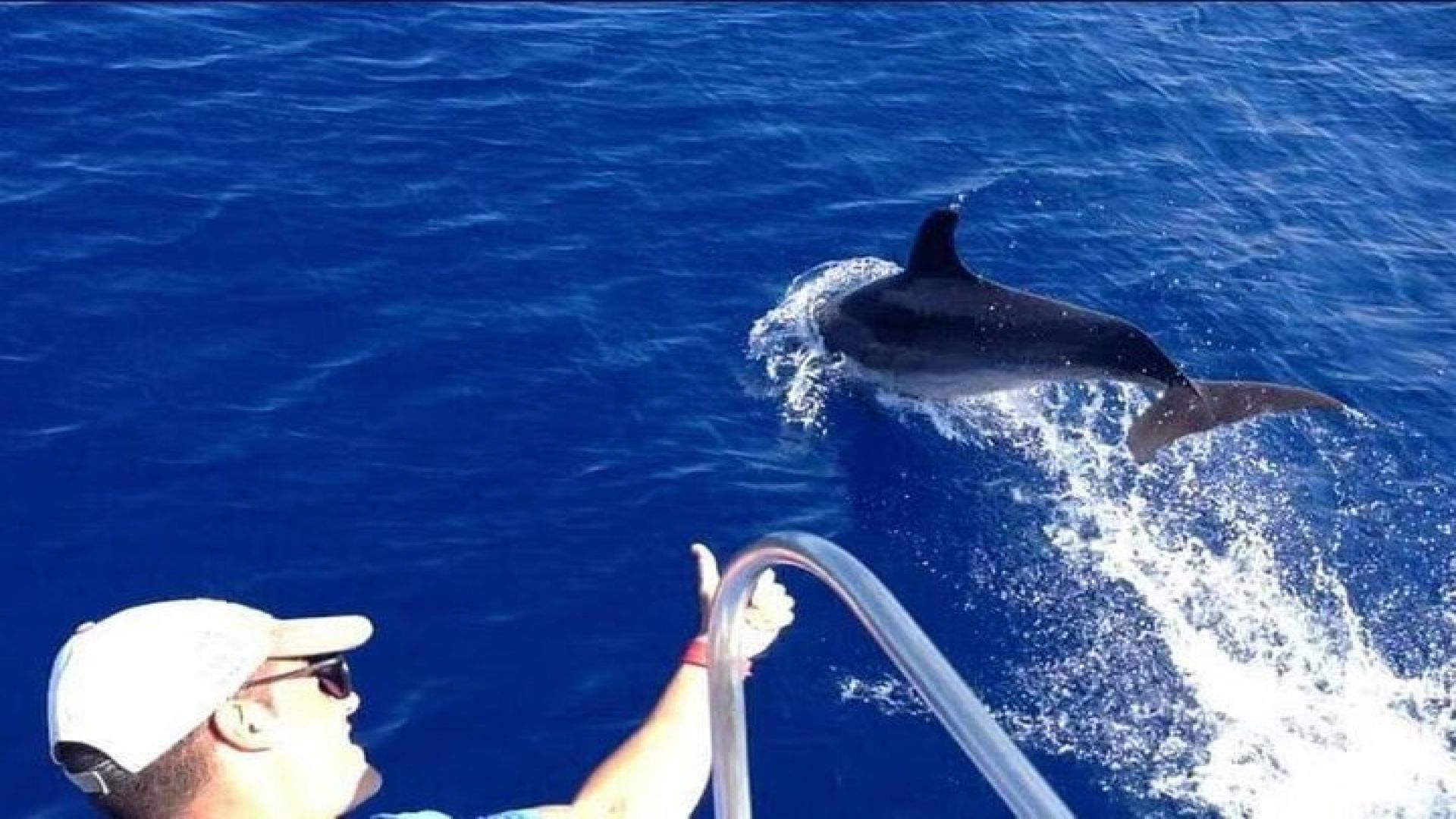Tenerife Los Cristianos: Whale and Dolphin Eco-Yacht and Swim Stop