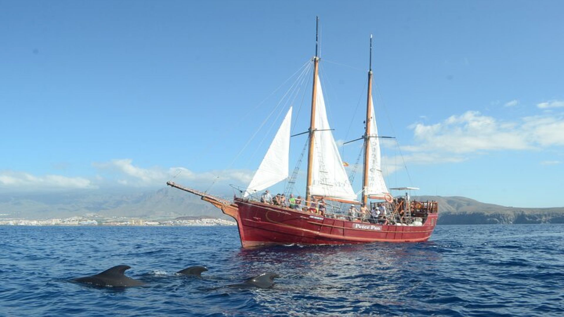 Tenerife: Pirate Ship Whale Safari with Swimming Stop