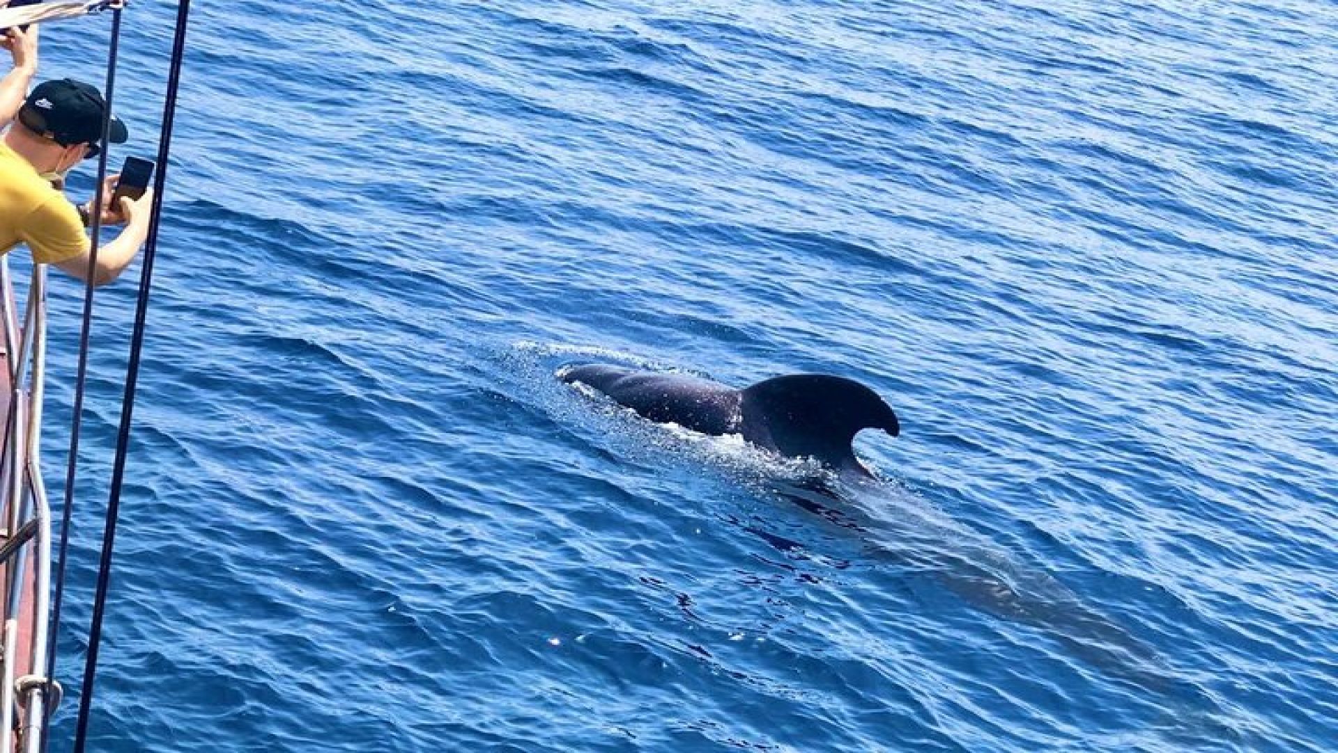 Tenerife: Pirate Ship Whale Safari with Swimming Stop