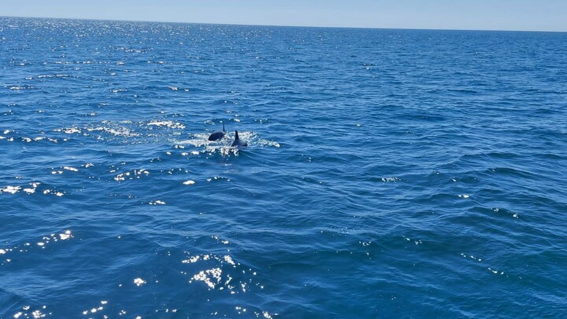Dolphin trips on a catamaran