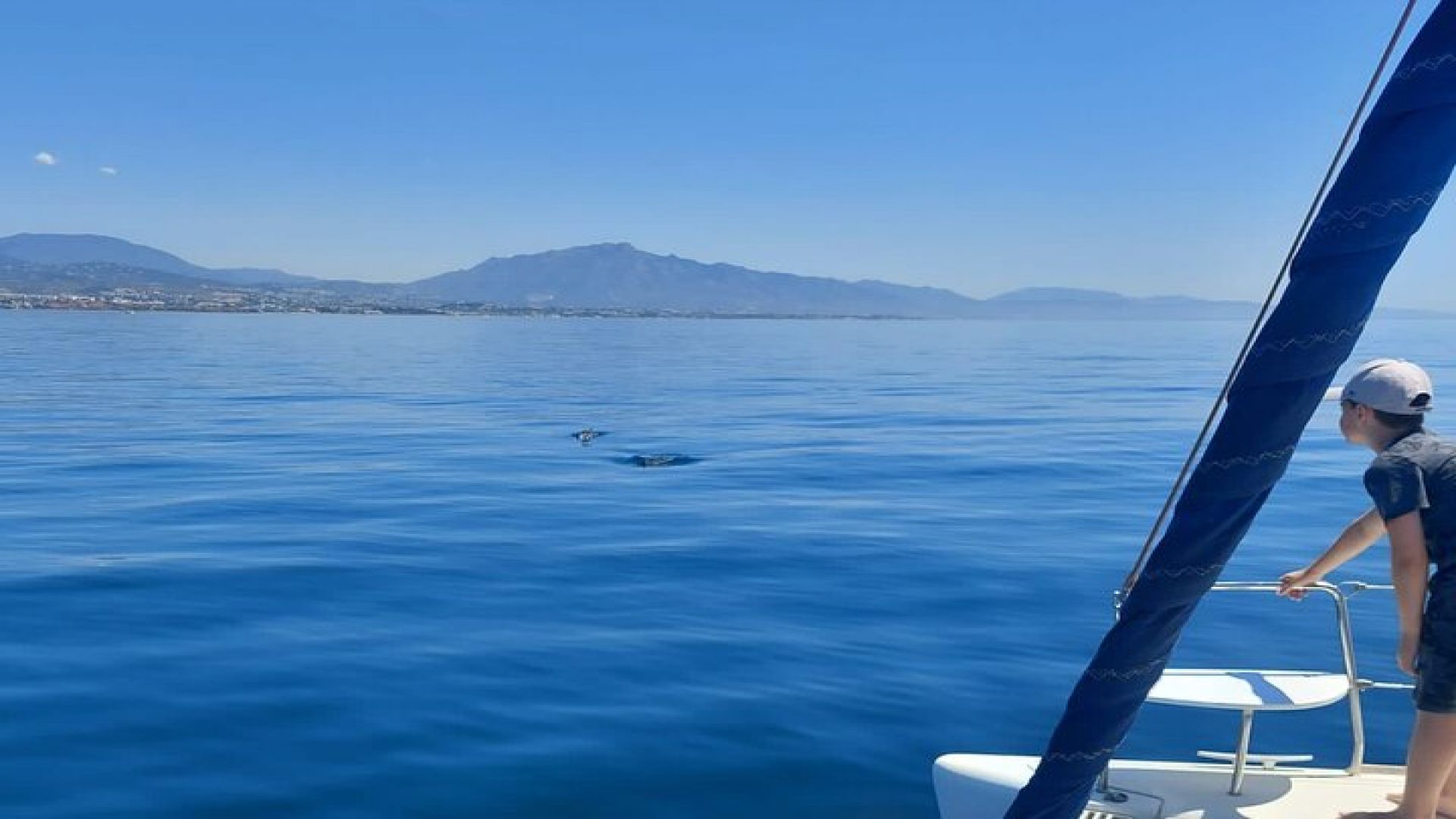 Dolphin trips on a catamaran