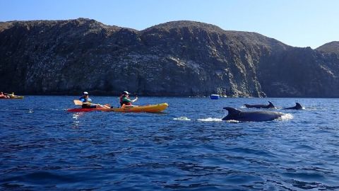 Tenerife: Kayak and snorkel with marine life safari