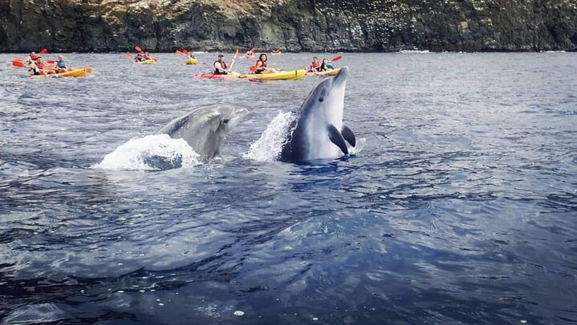 Tenerife: Kayak and snorkel with marine life safari