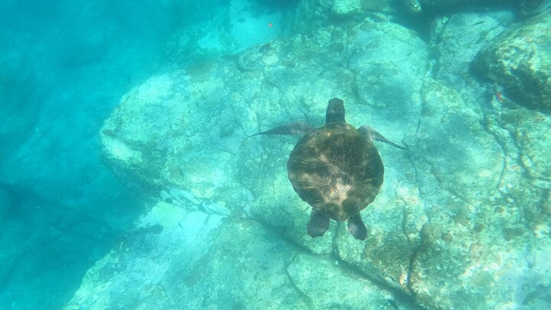 Tenerife: Kayak and snorkel with marine life safari